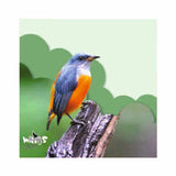 Beautiful Wings - 1107